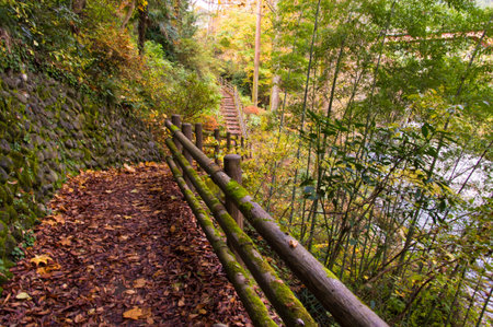Autumn leaves. Hiking Trail.の写真素材