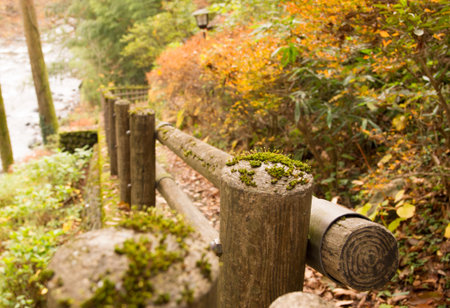 Autumn leaves. Hiking Trail.の写真素材