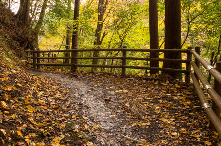 Autumn leaves. Hiking Trail.の写真素材