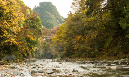 Autumn leaves and river in the mountains.の写真素材