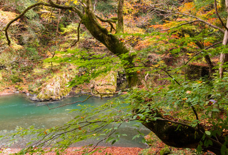 Autumn leaves and river in the mountains.の写真素材