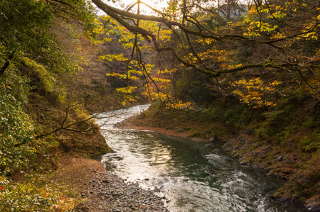 Sunlight.Autumn leaves and river in the mountains.の写真素材