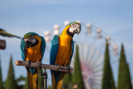 lovely couple parrot