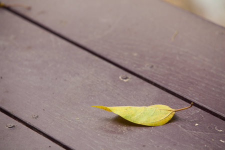 leaf on the floorの写真素材