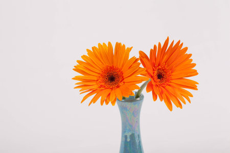 gerbera keep in mindsの写真素材