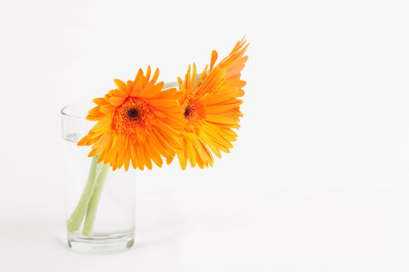 gerbera flower keep in mindの写真素材