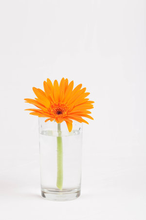 Gerbera flowerの写真素材