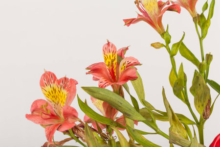 alstroemeria flowerの写真素材