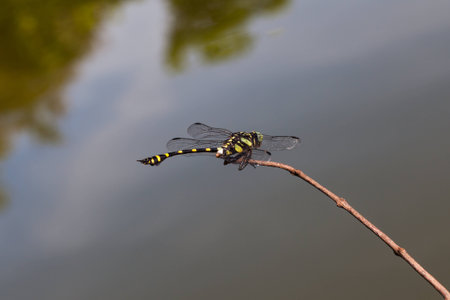 dragonfly sitting on dry stick with pool background