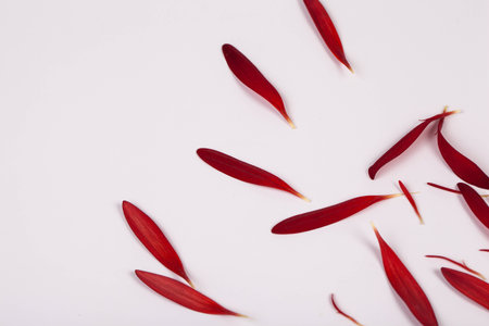 Gerbera flowers leaf  color red