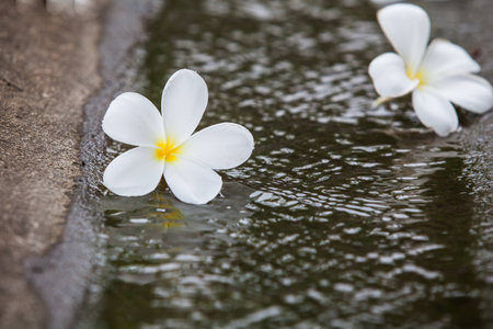 Plumerias on the floorの写真素材