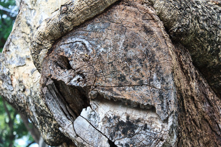 Tree bark textureの写真素材