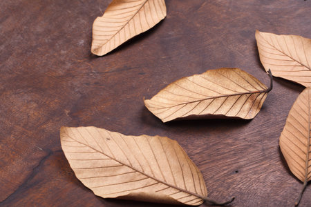 Dried rubber leaves on the ground