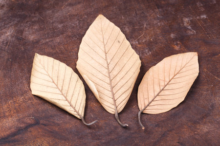 Dried rubber leaves on the ground