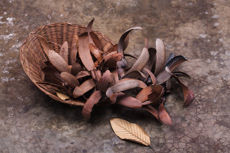 Dried rubber leaves on the groundの写真素材