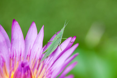 Grasshopper on pink leaf lotus.の写真素材