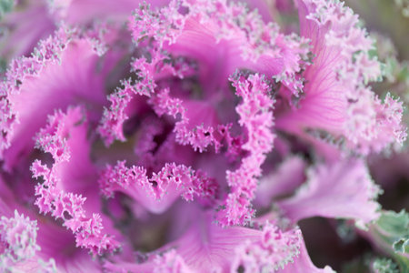 Blurred Ornamental decorative cabbage covered with a morning frostの写真素材