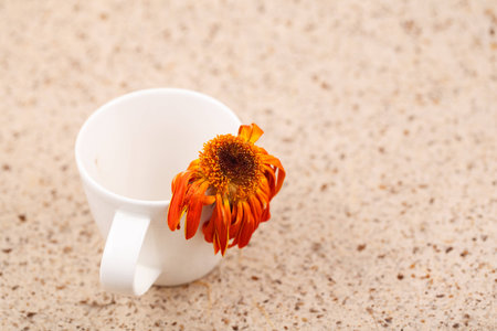 dry gerber flowerの写真素材