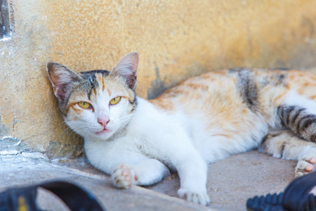 image of moody cat on day timeの写真素材