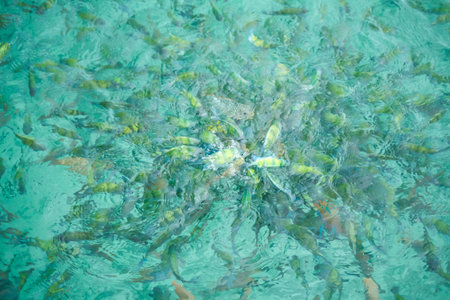 Coral reef and fish at Seychellesの写真素材