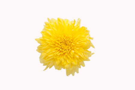 Background of vibrant yellow mum flower close up