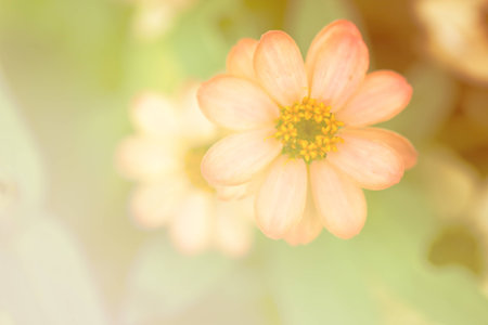 Abstract Blurred Zinnia flower,Zinnia flower with gragient filter effect