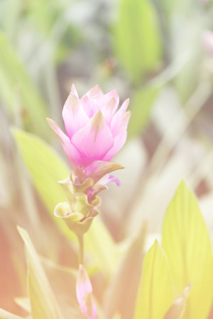 Curcuma alismatifolia or Siam tulip or Summer tulip in the garden nature Thailand with soft focus color filtered background.の写真素材