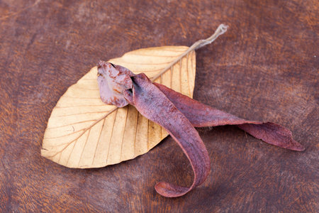 Dried rubber leaves on the groundの写真素材