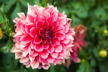 Flower dahlias close up in garden.の写真素材
