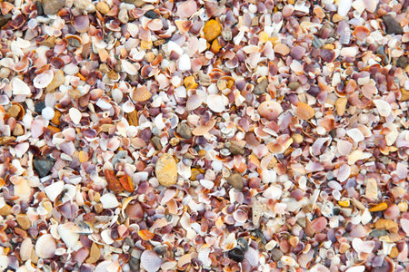 Sea shells on the beach sand.