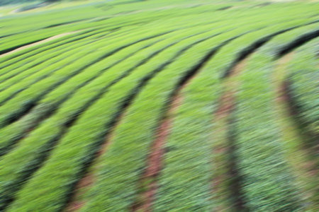 Abstract tea leaf in big garden background.