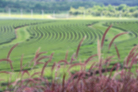 Abstract tea leaf in big garden background.の写真素材