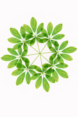 Green leave of the Schefflera arboricola, Dwarf Umbrella Tree, isolated on a white backgroundの写真素材