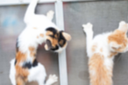 Abstract blur cat play on net windows.