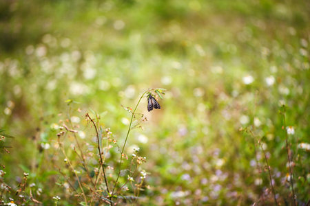 Monarch butterfly (Danaus plexippus) on orange garden flowers during autumn migration. Natural green background.の写真素材