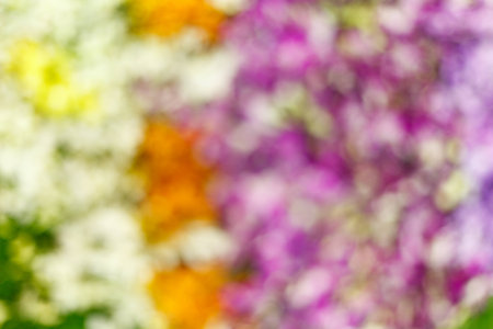 Blurred of Beautiful Orchid Flower, Naturally beautiful flowers in the gardenの写真素材