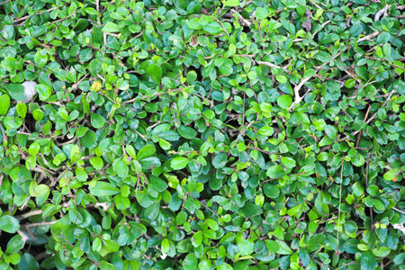 Tea leaves.Tea leaves collecting area in estateの写真素材