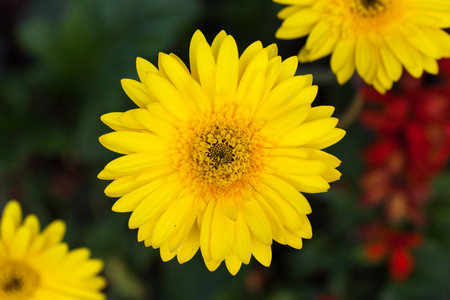 Gerbera in park background.の写真素材