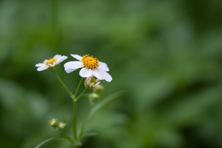 Bidens Pilosa Var. Radiata in garden background.の写真素材