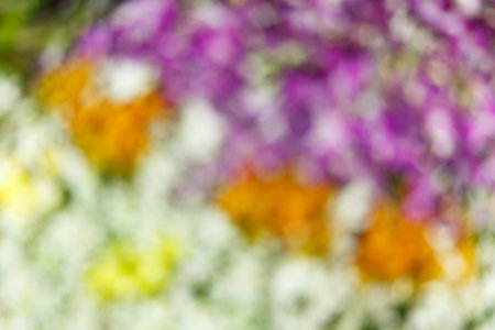 Blurred of Beautiful Orchid Flower, Naturally beautiful flowers in the gardenの写真素材