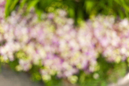 Blurred of Beautiful Orchid Flower, Naturally beautiful flowers in the gardenの写真素材