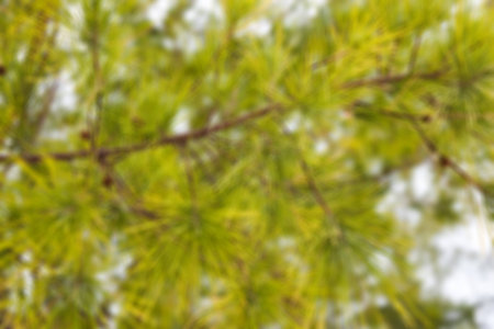 Abstract blur Casuarina leaves background.の写真素材