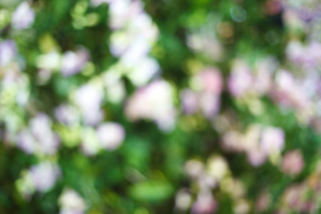 Blurred of Beautiful Orchid Flower, Naturally beautiful flowers in the gardenの写真素材