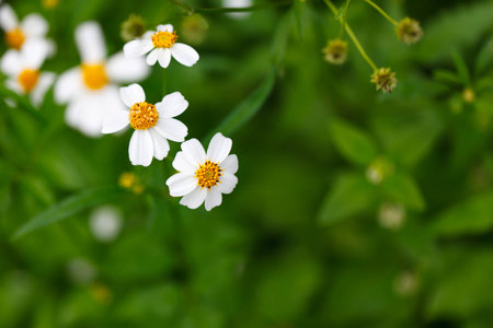 Bidens Pilosa Var. Radiata in garden background.の写真素材