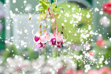 Bunch of blossoming fuchsia  with snow on natural background.の写真素材