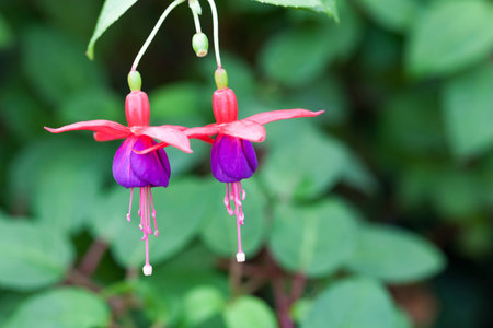 Bunch of blossoming fuchsia on a natural background.の写真素材