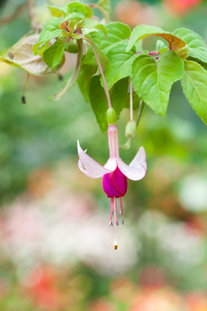 Bunch of blossoming fuchsia on a natural background.の写真素材