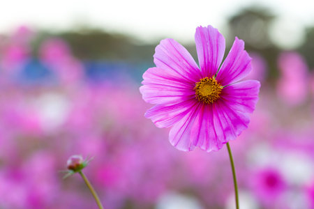 Cosmos flowers blooming in the garden.の写真素材