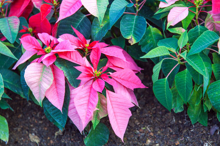 Red poinsettia flowers (Euphorbia pulcherrima)の写真素材