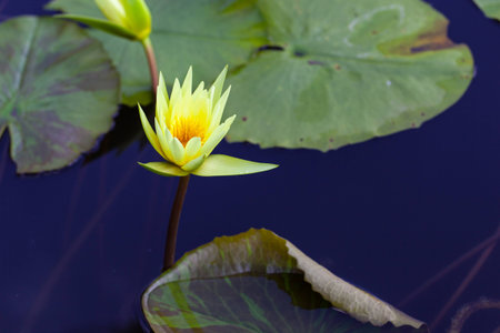 Yellow lilies blooming in the garden.の写真素材